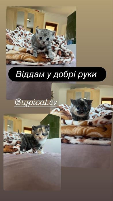 Відаються у добрі руки котики