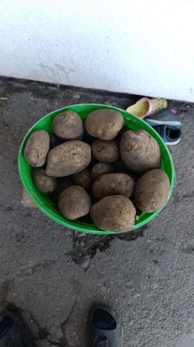 Картопля з доставкою сорти тайфун біла роса конект