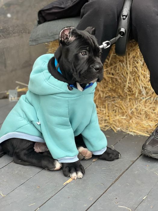 Питомник предлогает.Остались девочки,по спешите,цена просто огонь.