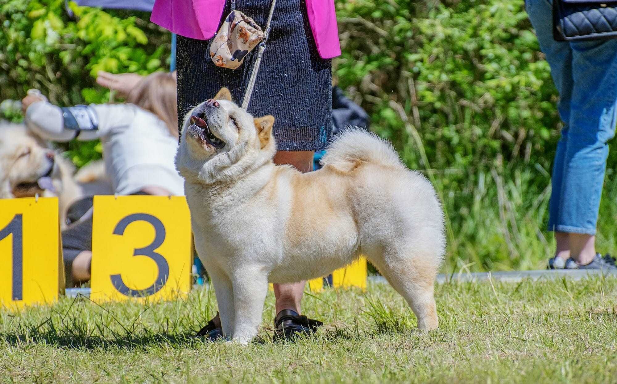 Chow-chow po Championach z rodowodem ZKwP FCI
