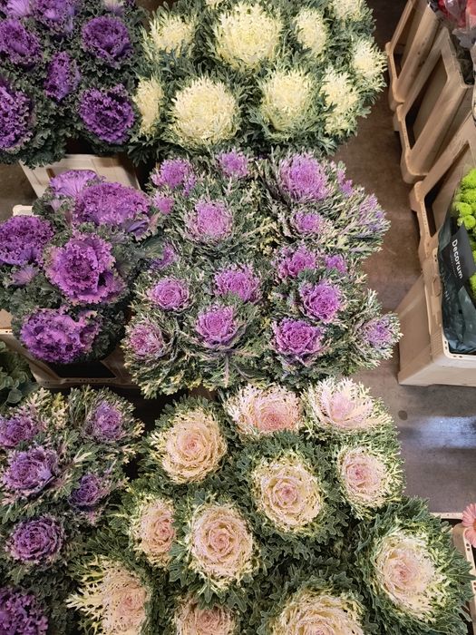 Kapusta ozdobna łodygowa