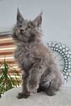Maine coon  niebieska kotka