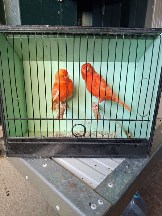 Canários vermelhos