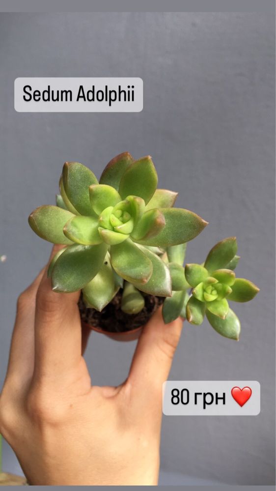 Sedum 10 видів седуму , Rubrotinctum aurora, adolphii,