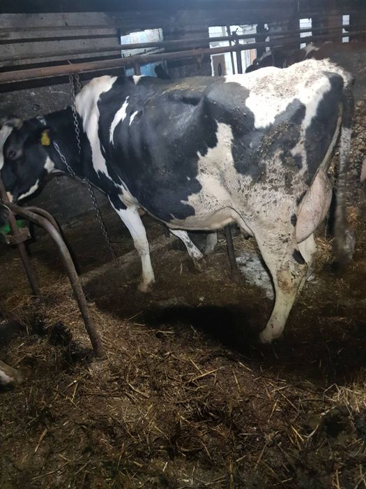 Sprzedam krowe po wycieleniu