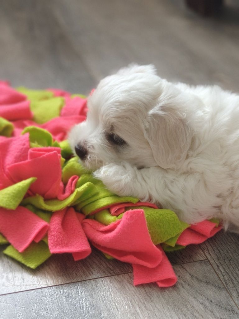Coton de Tulear - szczeniak FCI