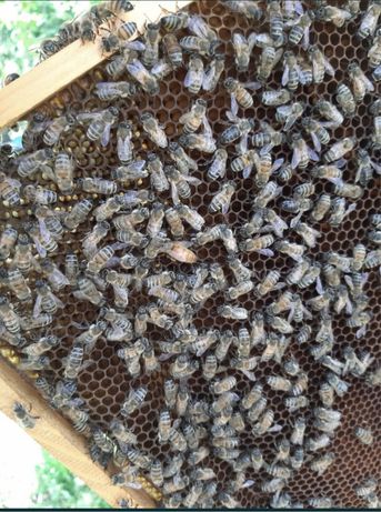 Продам Бджолопакети Пчелопакеты Бакфаст,Отводки пчел.