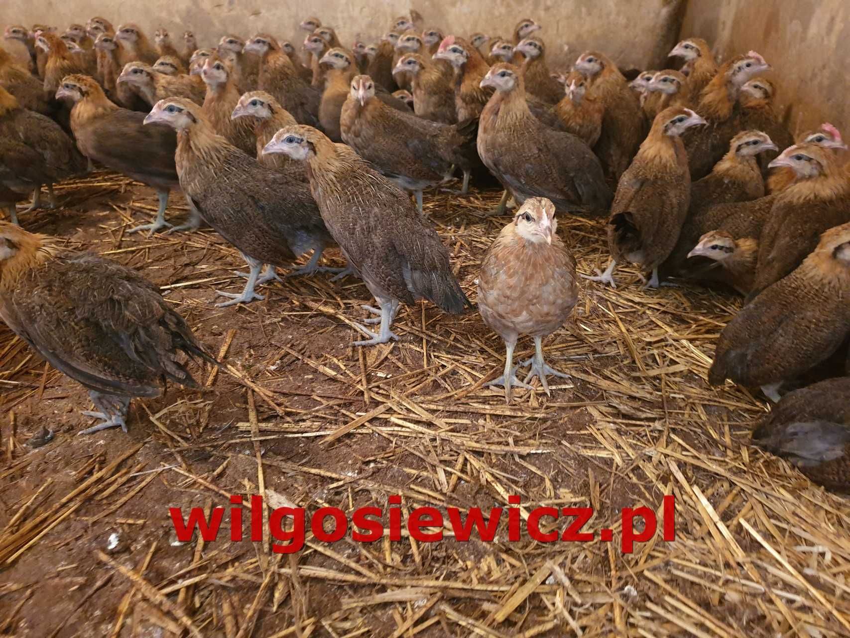 Zielononóżka kurka nioska