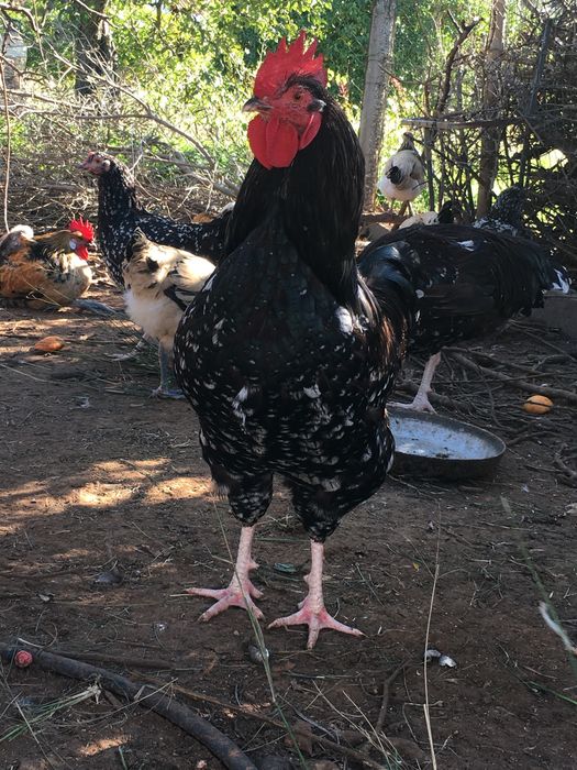 Casal sussex tricolor
