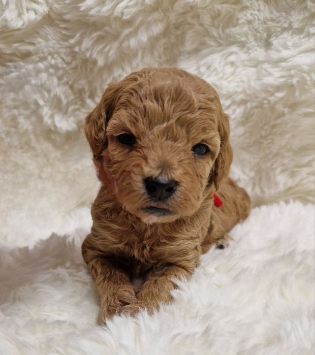 Bichpoo Poochon Bichon Frise Pudel Toy jak Maltipoo suczka czerwona