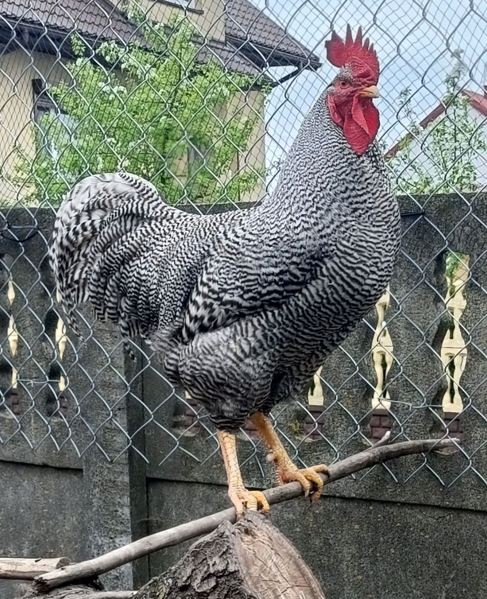 Sprzedam jajka lęgowe Amrock