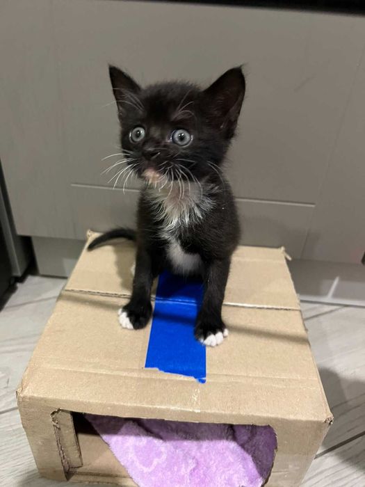 Віддамо кішечку у відповідальні руки