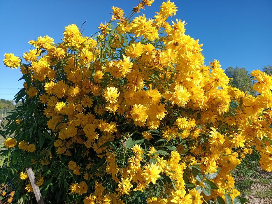 Rudbekia naga błyskotliwa omszona