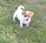 Jack Russell Terrier