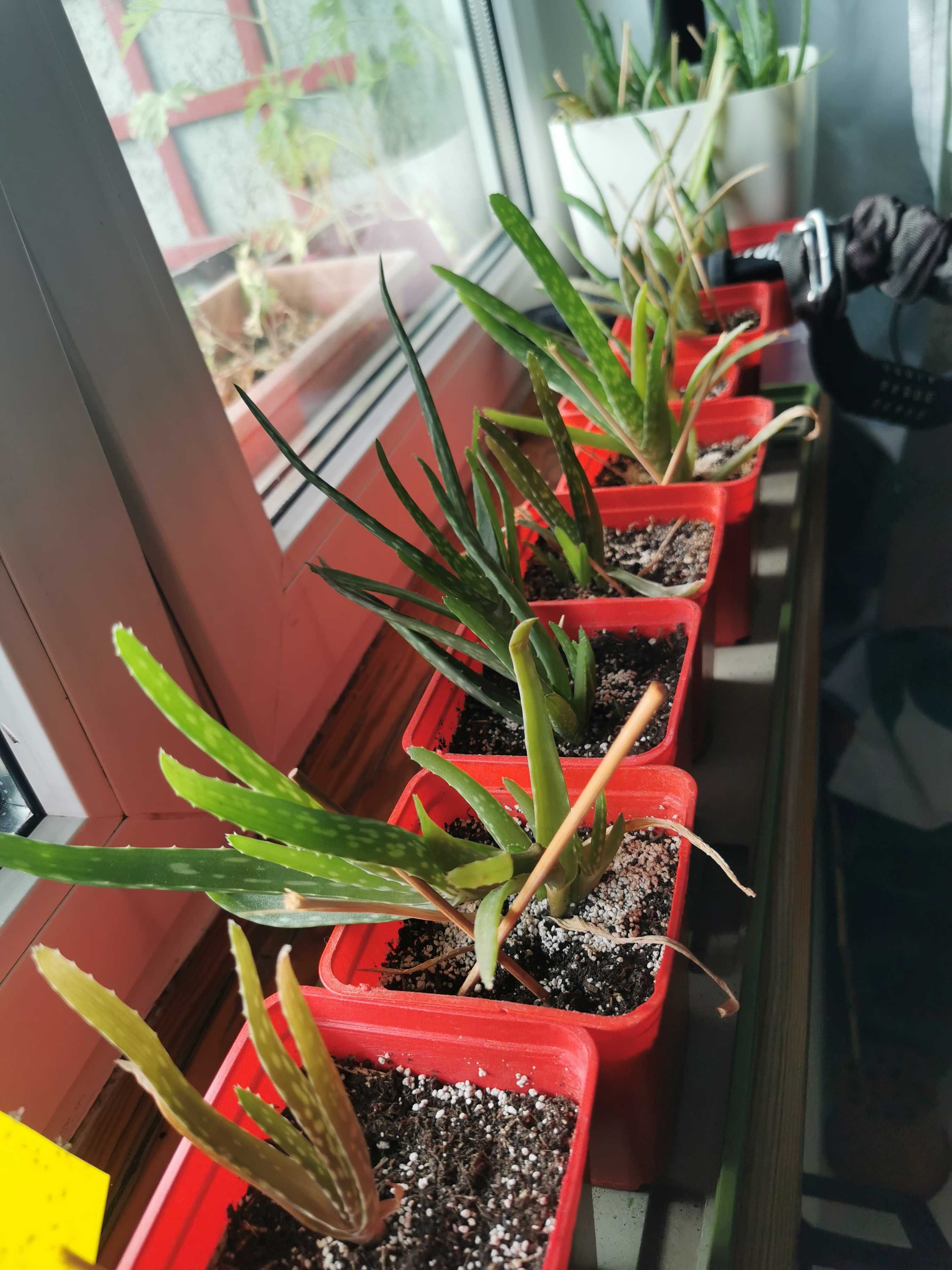 Aloes, Aloe Vera, Aloes zwyczajny, leczniczy kaktus