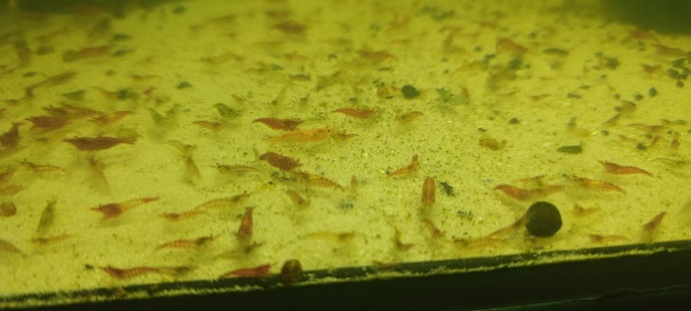 Креветки неокарідіни(20 штук)