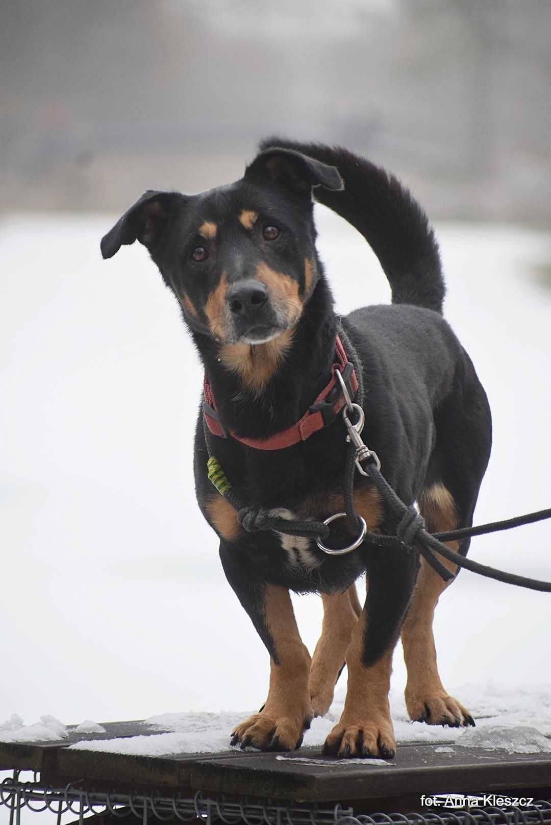 Drops - mały " jamniko-doberman"