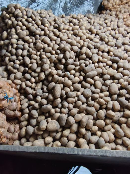 Ziemniaki żółte jadalne