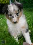 Owczarek szetlandzki piesek blue merle
