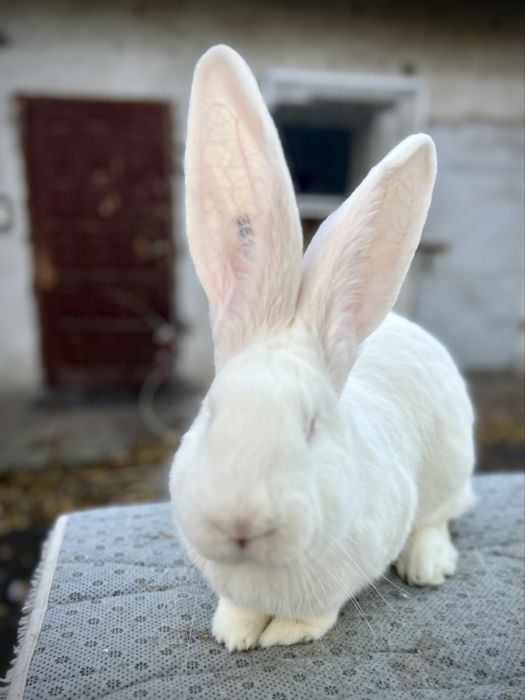 Kroliki Belgijski Olbrzym Biały