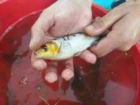 Karp koi karaś kolorowy karaś zwykły