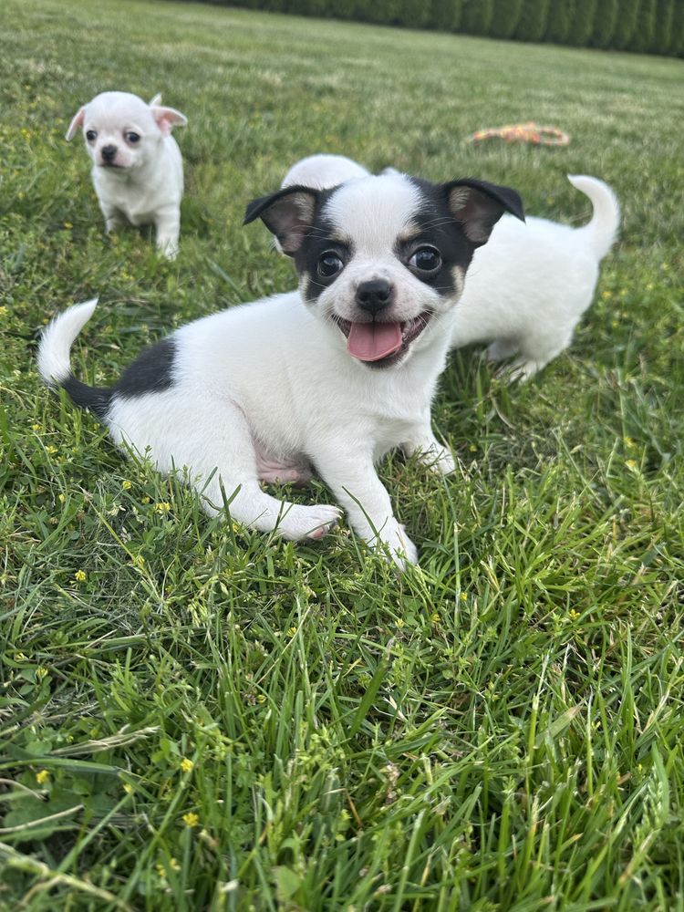 Chihuahua piesek do odbioru