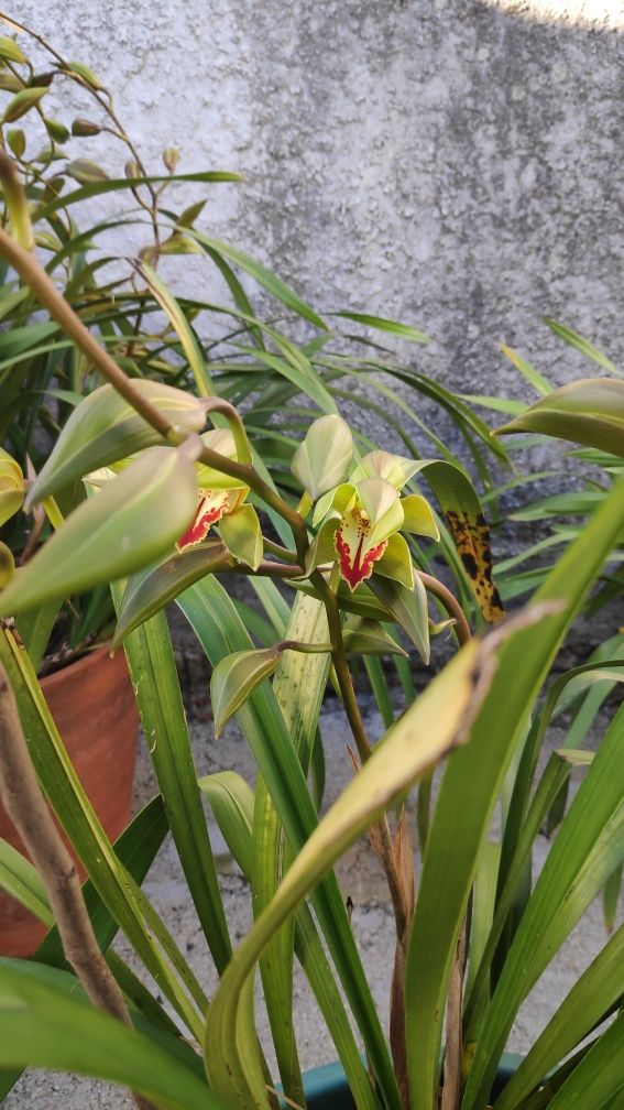 Orquídea verde amarela e vermelha