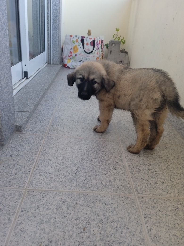 Cachorrinhos Serras da Estrela