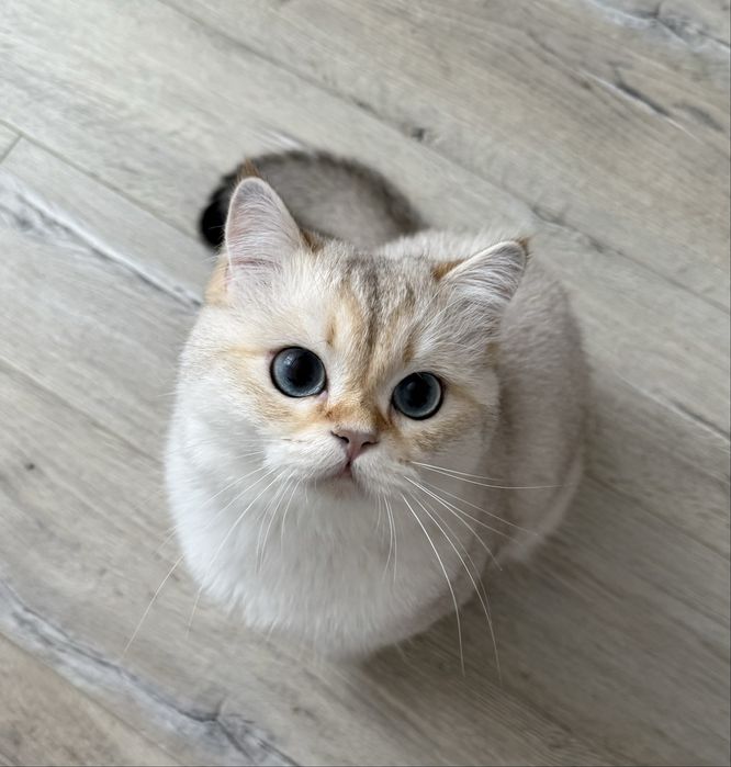 Британські котики