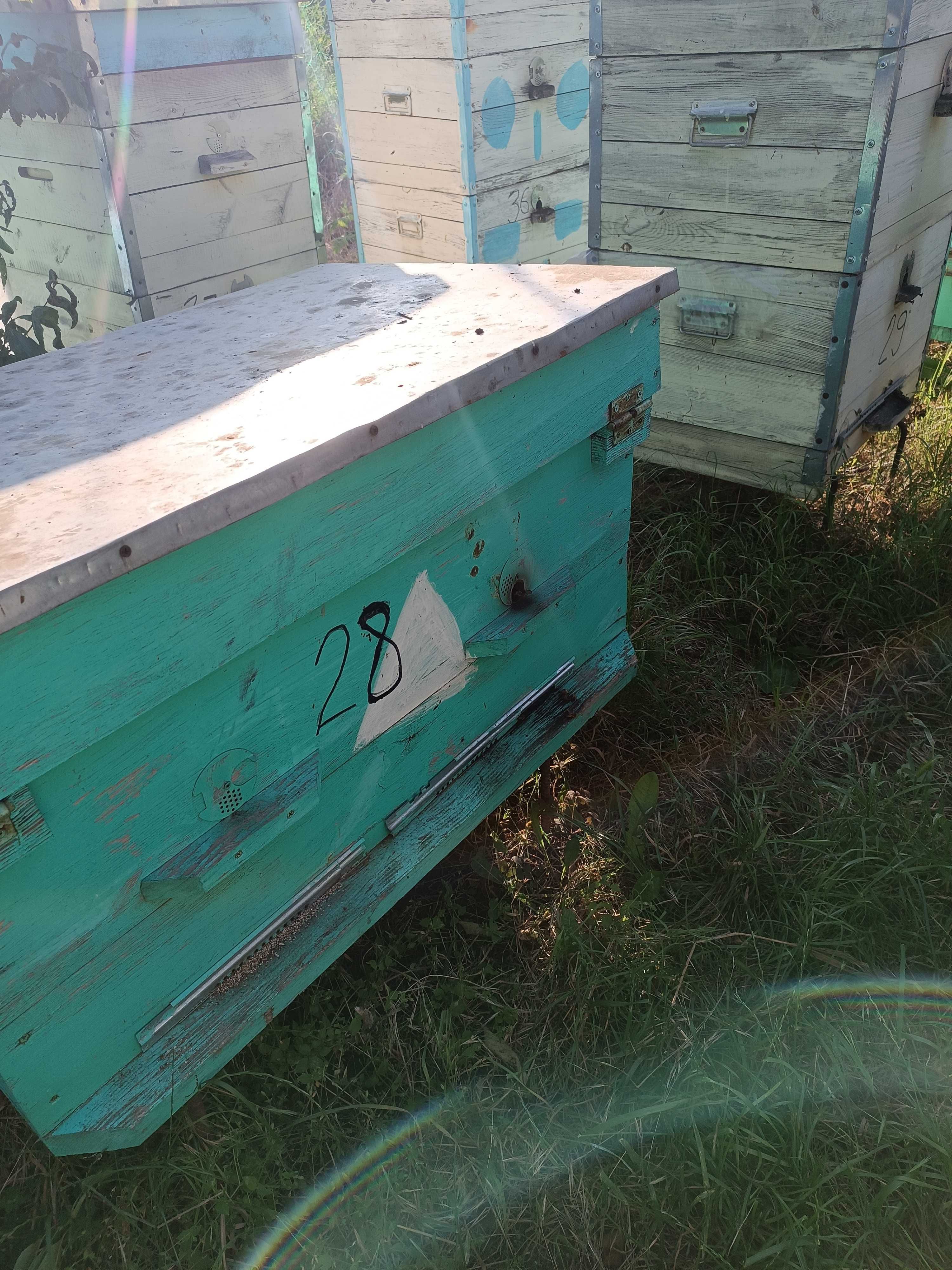 Продам пчелосемьи, пчелопакеты, рамки сушь, ульи