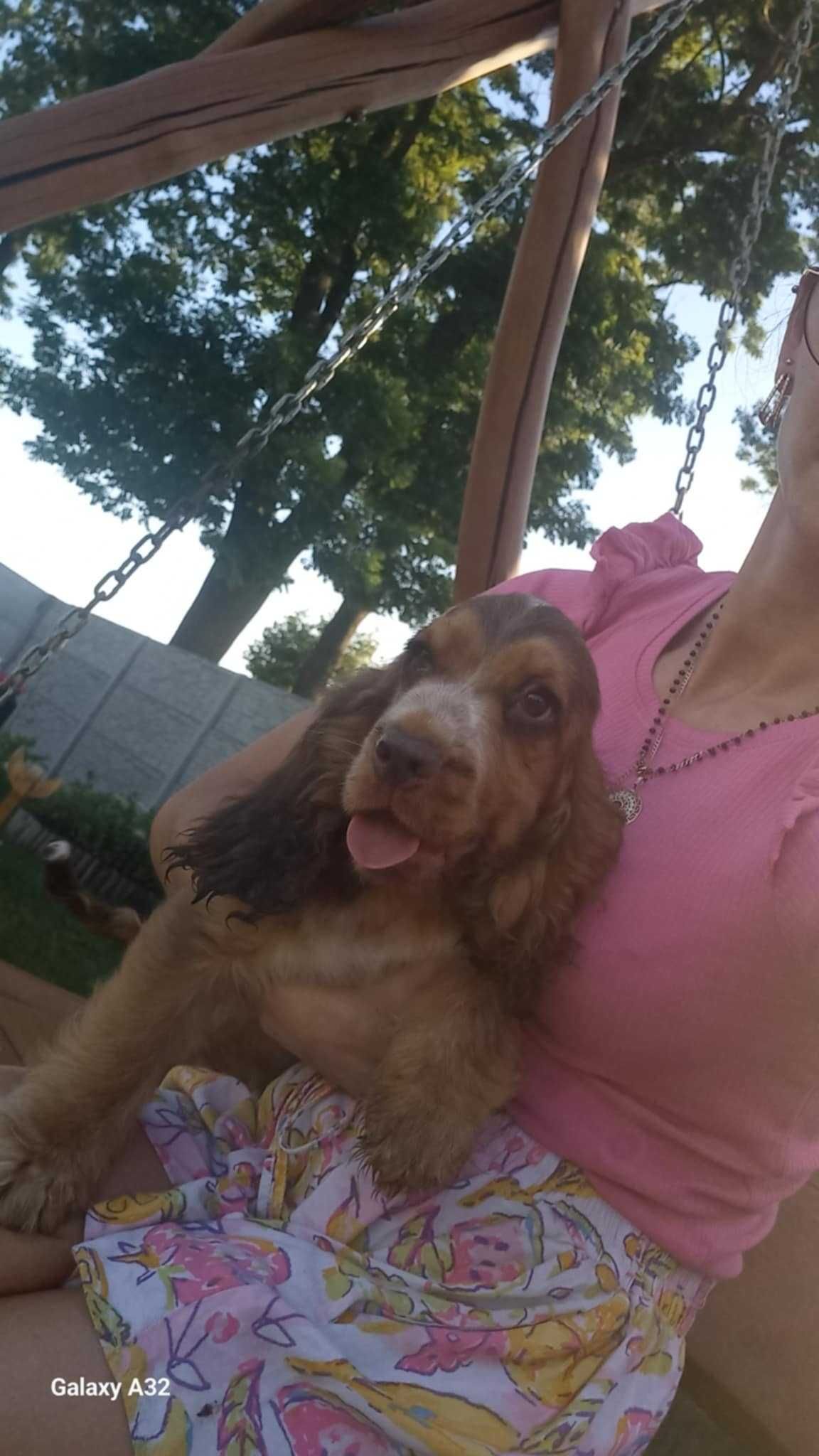 Cocker Spaniel Angielski Piesek