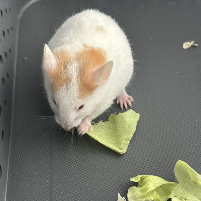 Chomik syryjski / chomiki syryjskie