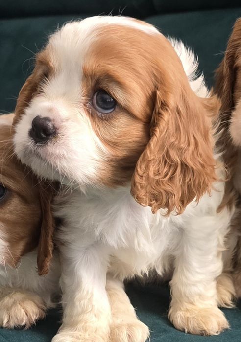 Cavalier King Charles Spaniel piesek