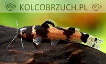 Microglanis poecilus - sumik - dowozimy, wysyłamy