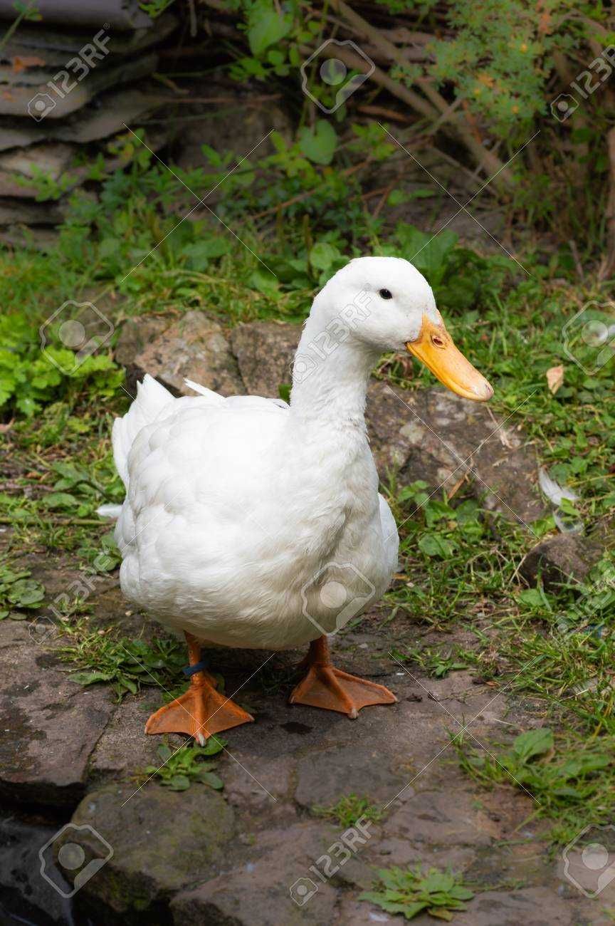 Patos domesticos