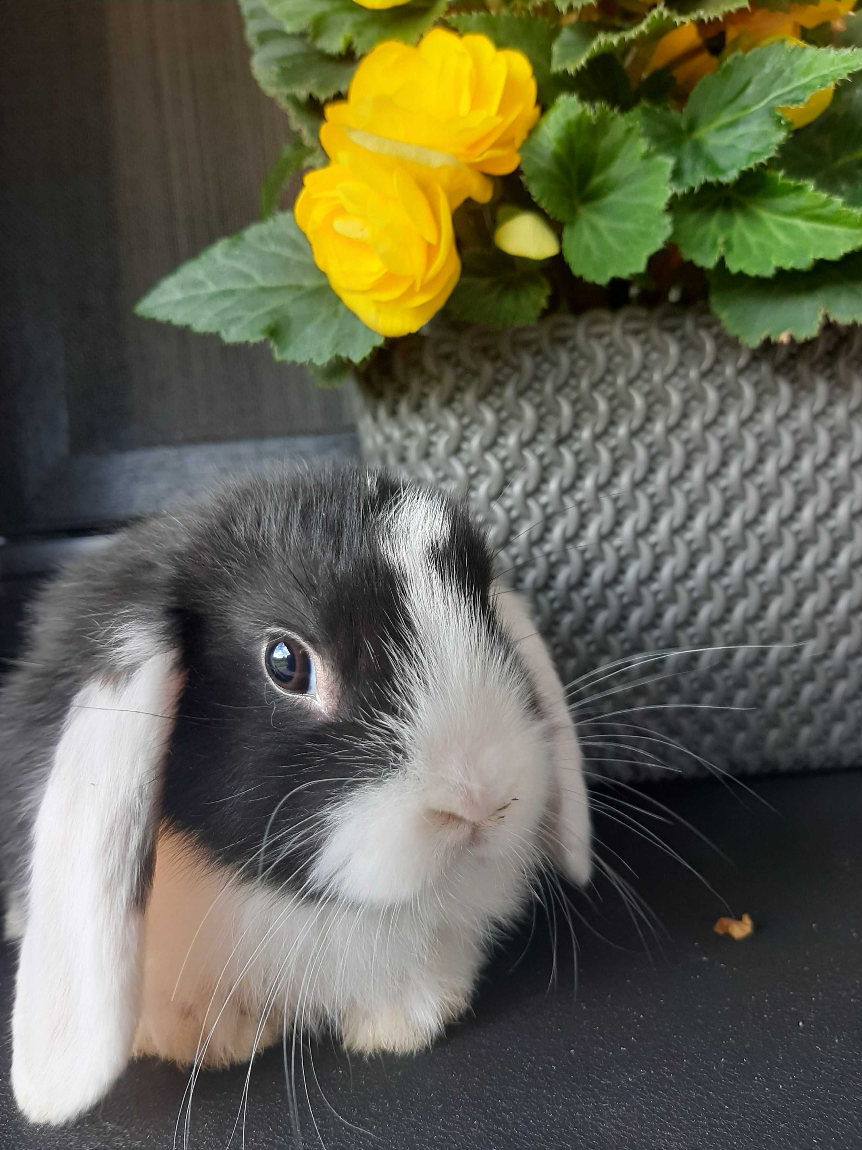 Kroliki baranek miniaturka karzełek mini lop