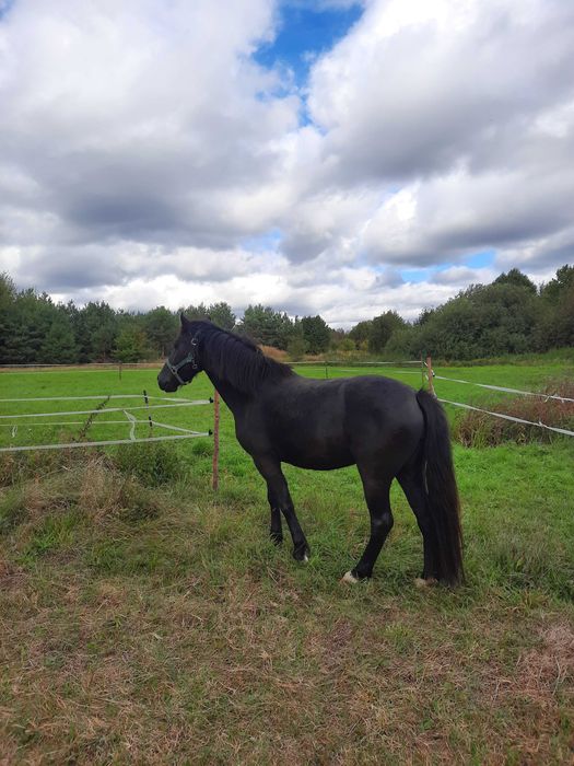 Klacz walijska 3 lata