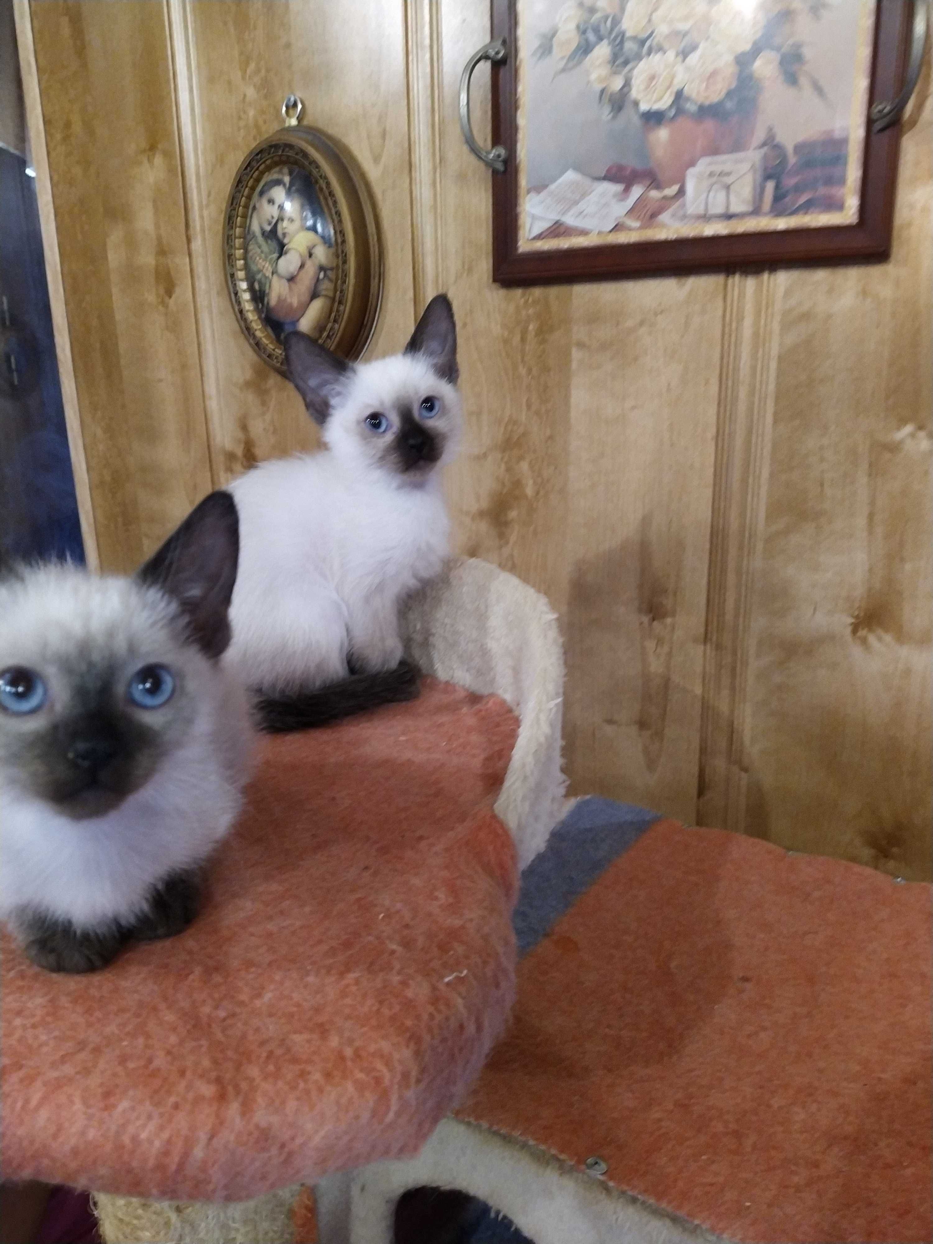 Продам сіамське кошення котення котята.