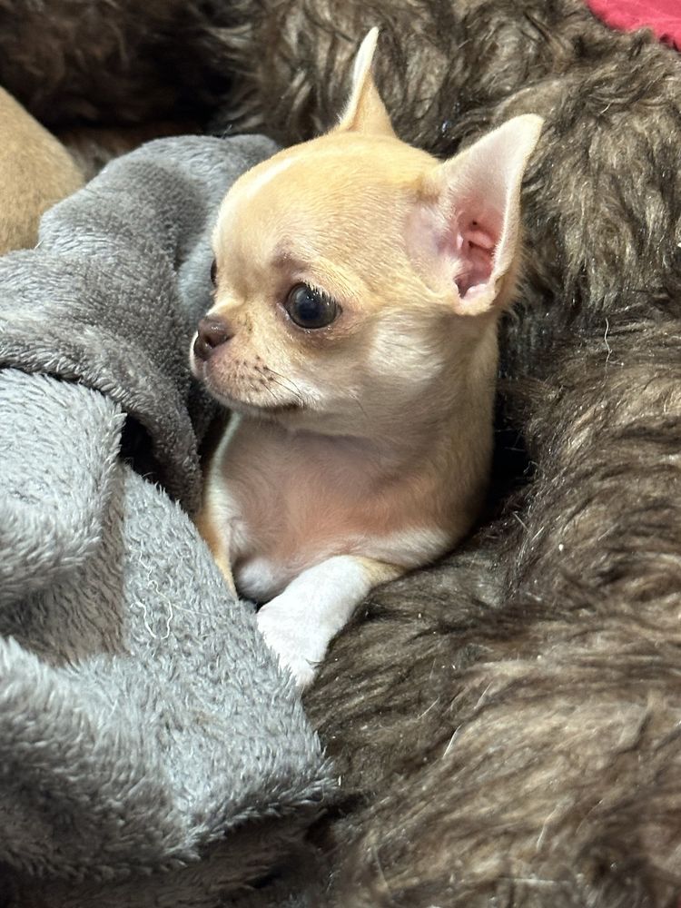 Chihuahua femea super pequenina