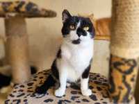 Чудовий  котик  Оскар  шукає родину! 3роки кіт, чорно-білий кот, кішка