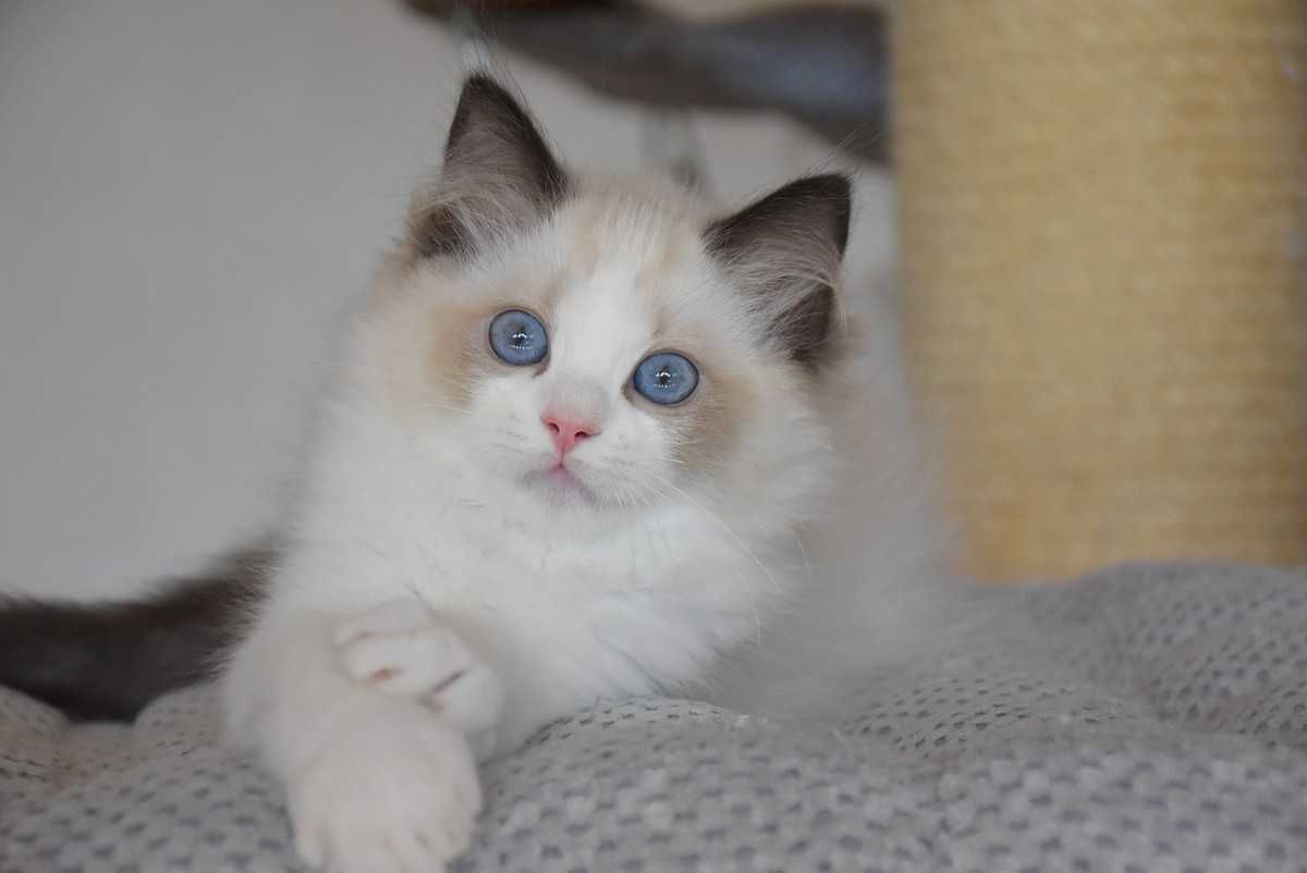 Ragdoll kocurek Simba z rodowodem FIFe - Seal Bicolor