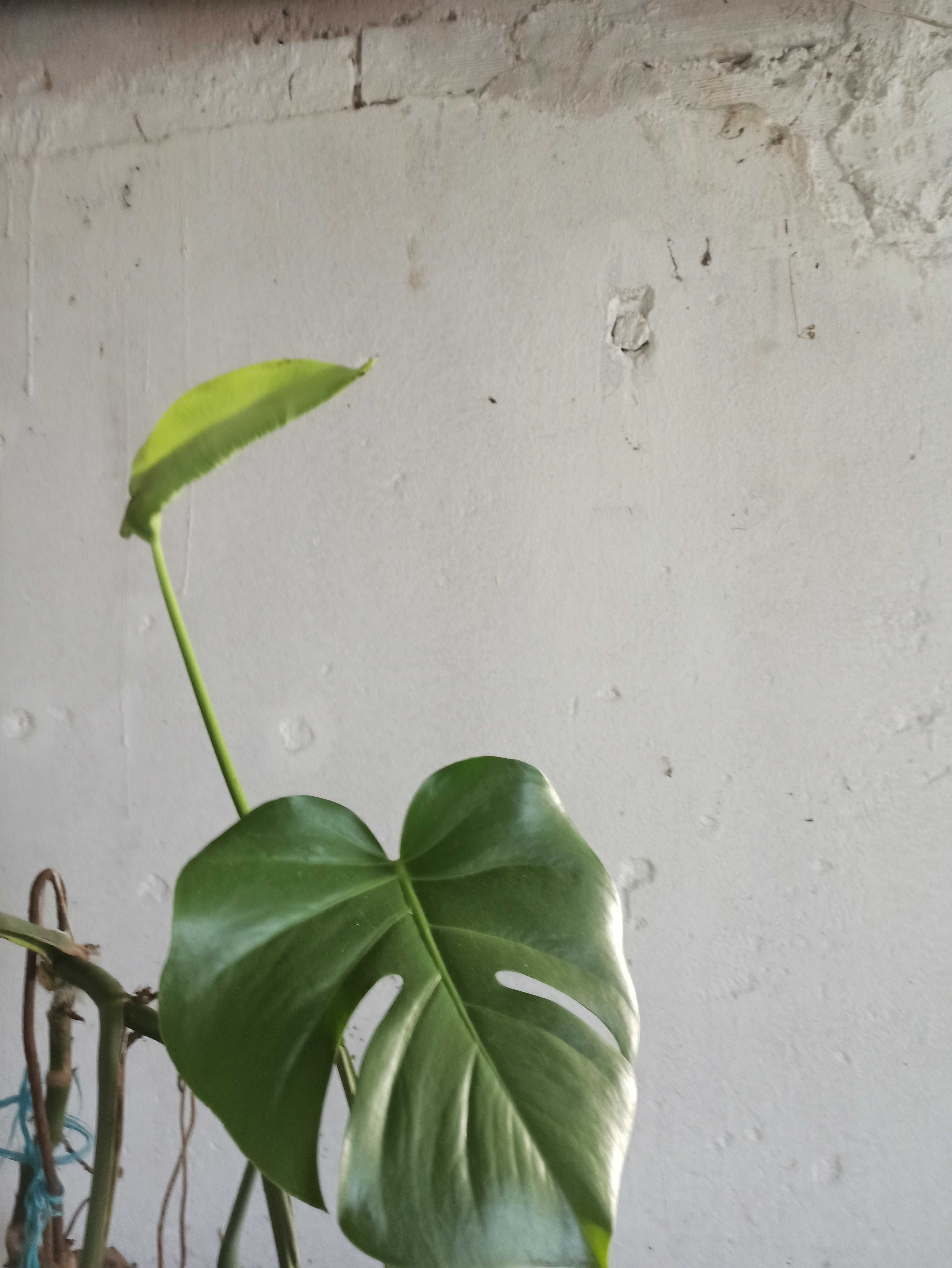 Monstera deliciosa