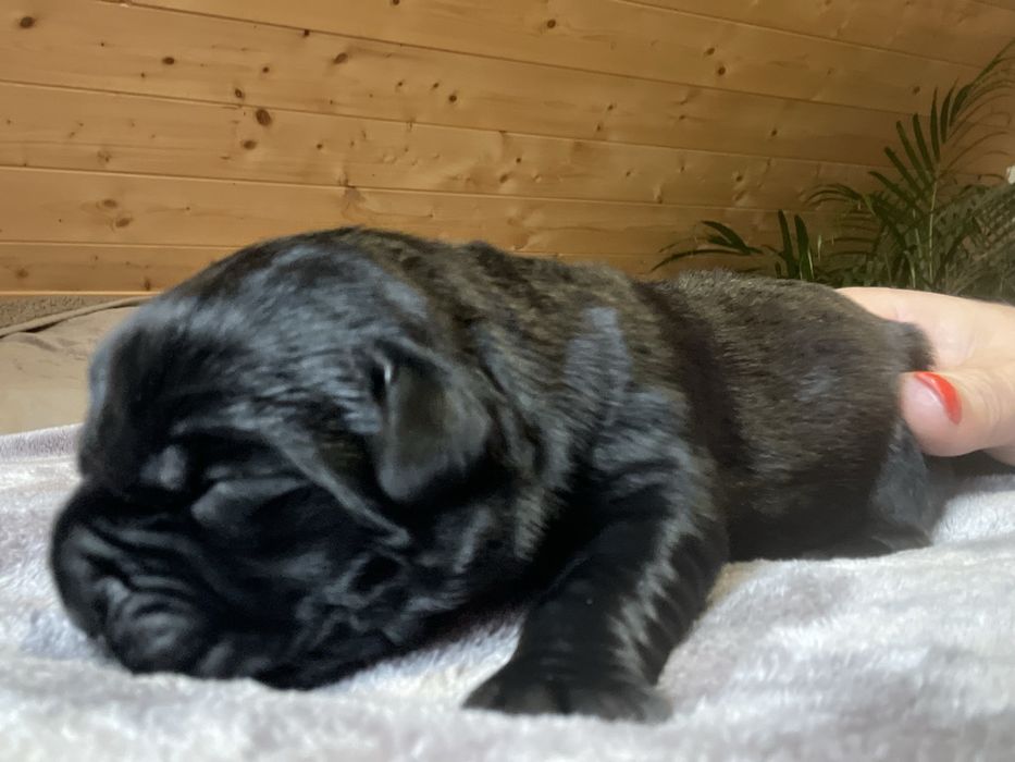 Cane Corso Italiano Bellissima Del Dog House FCI