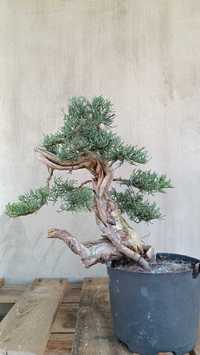 Bonsai drzewko tanuki