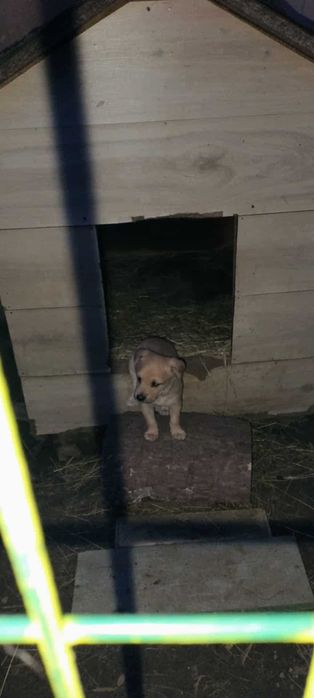 Szczeniak mix owczarka.