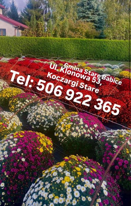 Chryzantemy drobnokwiatowe