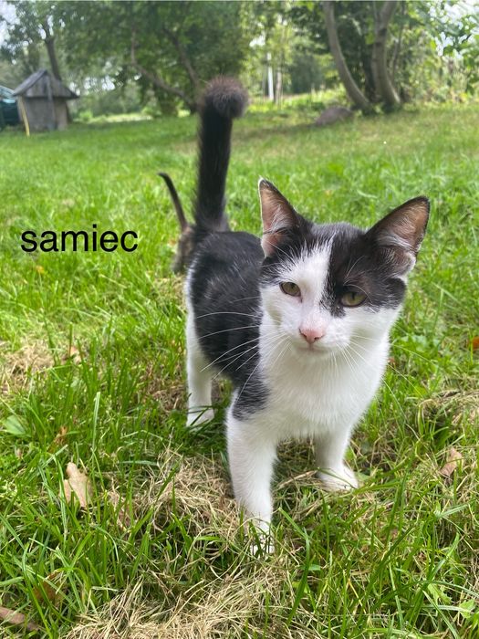 Oddam kotki do dobrego domu