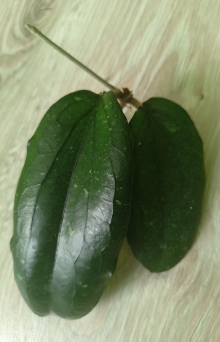 Hoya erythrina Dark leavers