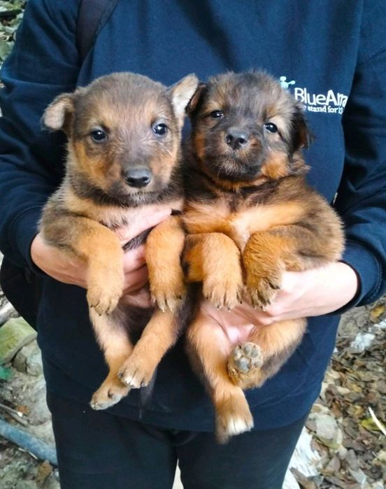 Віддамо цуценят 1 міс.Вінниця,Старе місто