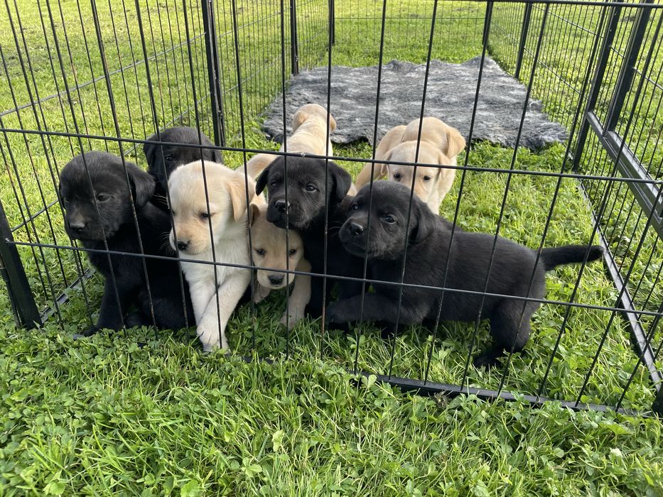 Piesek Labrador Retriever , ksiażeczka zdrowia, rodowód, umowa